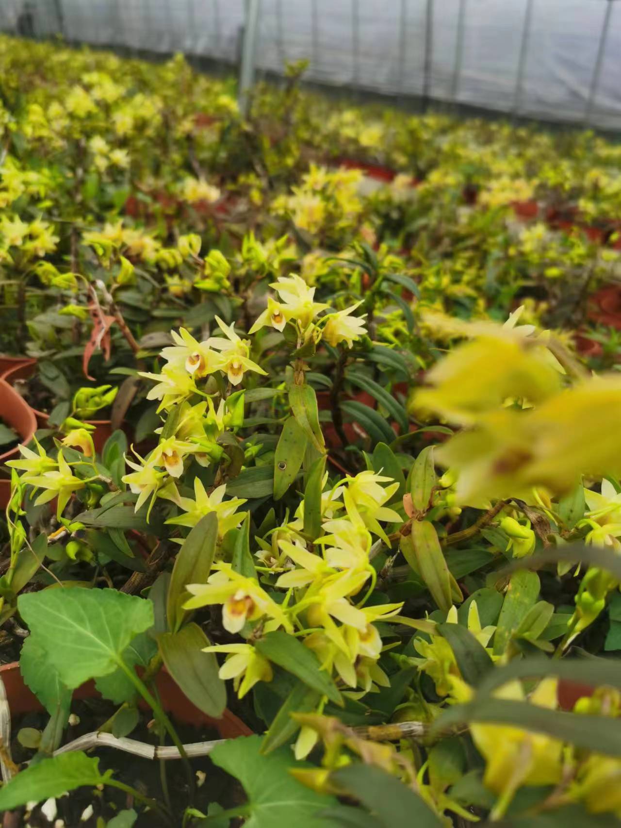 铁皮石斛花